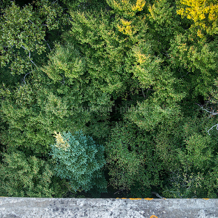 Jewell Island Forest