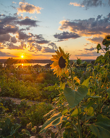 Sunflower Sunset