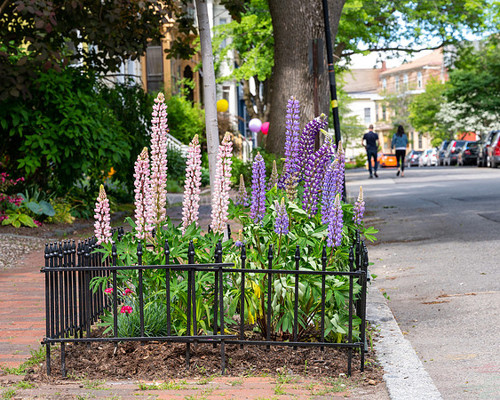 Flowering lupines on Spruce Street Sidewalk
