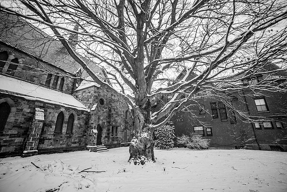St. Luke's Copper Beech Tree