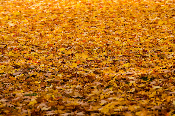 Leaf Season
