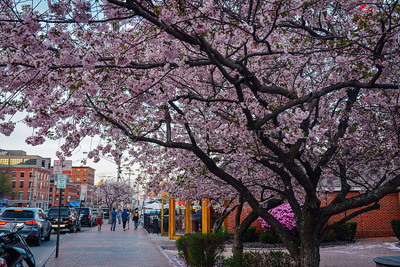 Commercial Street in Bloom, May 2015