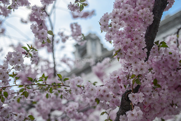 Spring at City Hall, May 2015