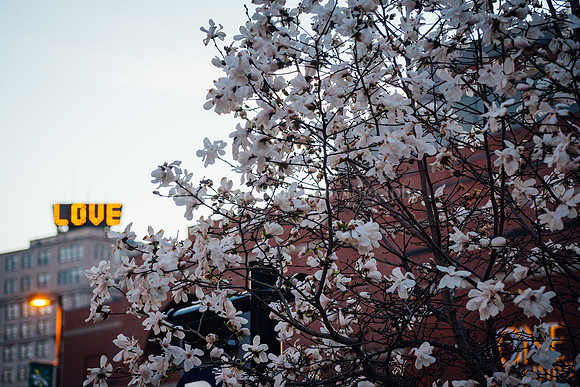 Love Spring