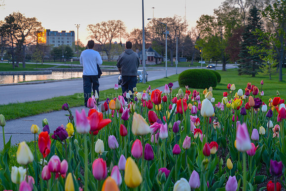 Deering Oaks Park Tulips