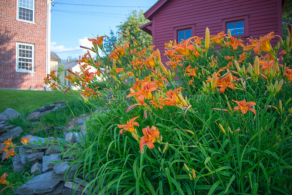 Lilies in Stroudwater Village