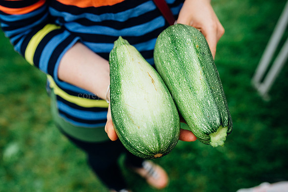 Farmers Market Zucchini