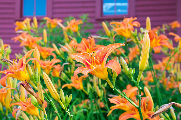Lilies in Stroudwater Village