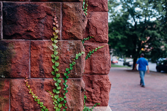 State Street Vines