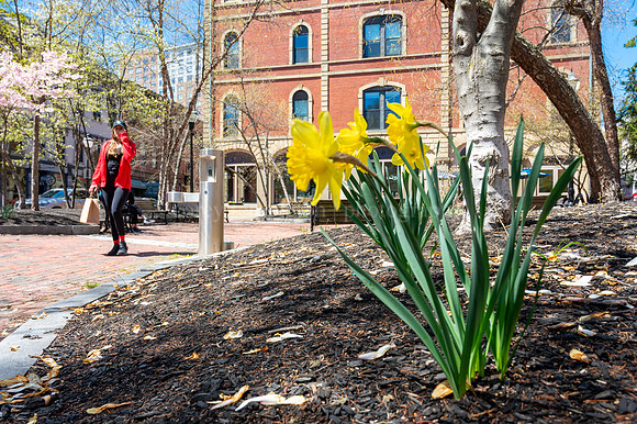 Obligatory Spring Flowers in Post Office Park