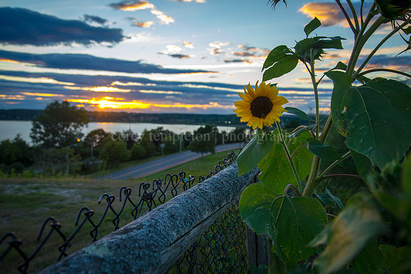 Sunflower Sunset, August 2015