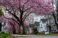 Spring Tree Bloom Lawn Avenue