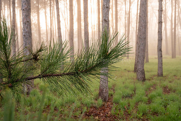 Baxter Woods Spring Morning Light