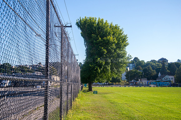 Bayside Tree and Fence