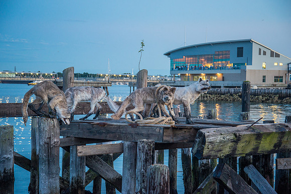 Wolves of Portland