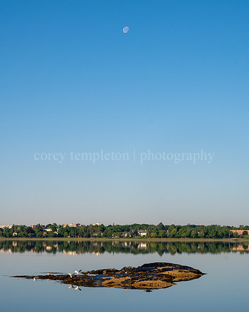 Back Cove Morning Seagulls and Rock and Moon