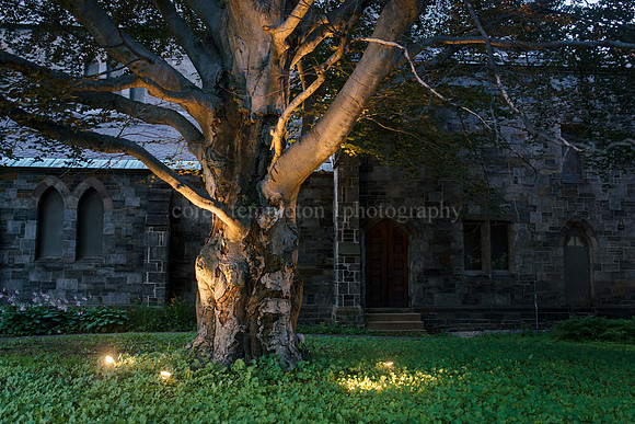 Tree Lights