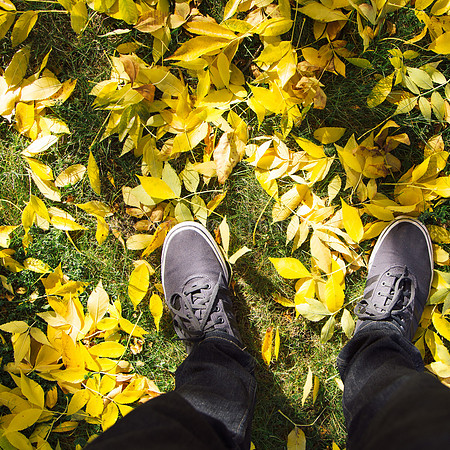 Leaves on Chestnut Street