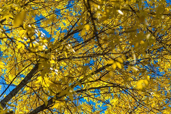 Leaves on Chestnut Street