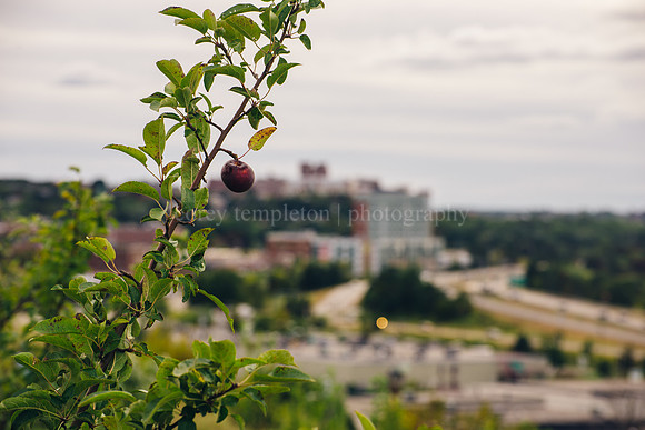 East End Apples