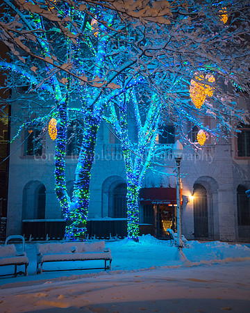 Tommy's Park Lights, February 2016
