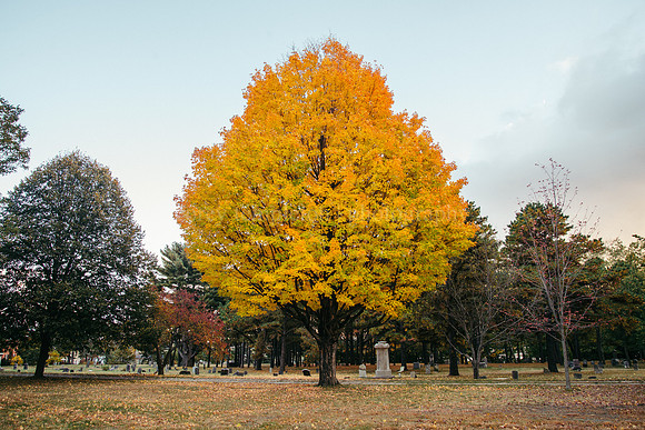 Western Cemetery, Autumn 2015