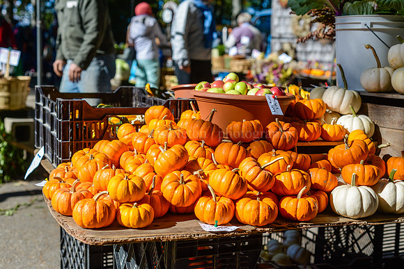 Pumpkin Season