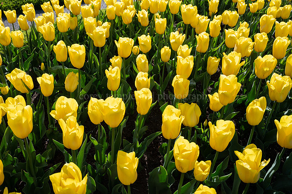 Yellow Fessenden Park Tulips in Springtime