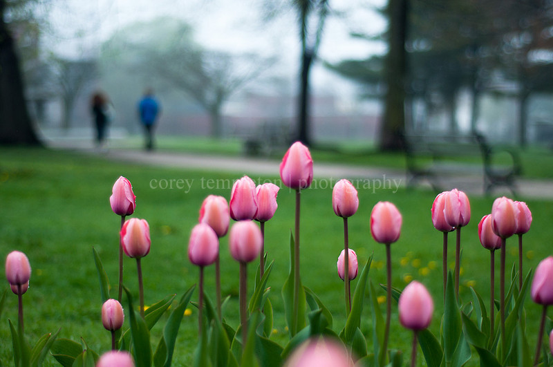 Portland, Maine Pink Tulips in Lincoln Park. By Corey Templeton.
