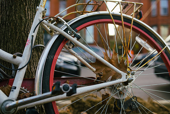 Bicycle Wheel and Oak Leaf