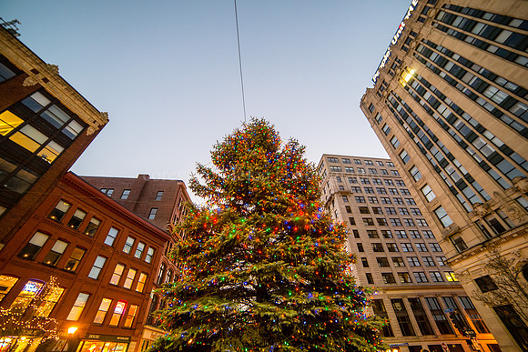 Tree in the Square