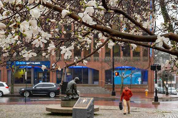 Lobstermans Park in Bloom Looking South