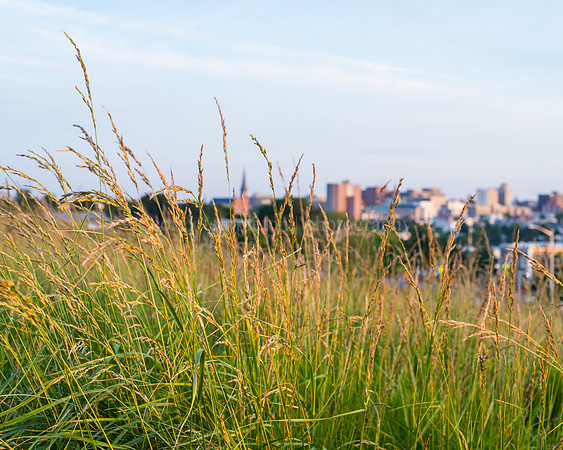 Grass and Skyline
