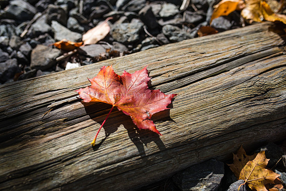 Leaf on the Tracks