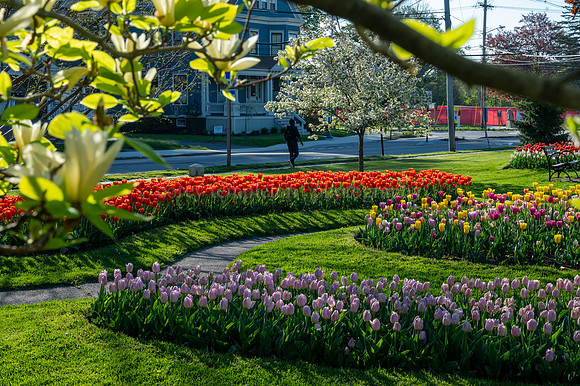 Fessenden Park Tulips in Springtime