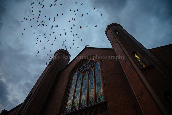 Birds Over Chestnut Street