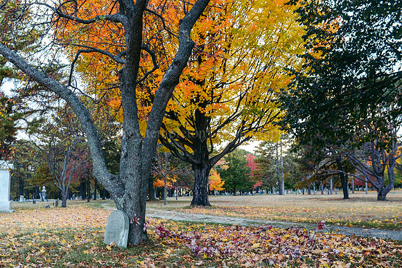 Western Cemetery, Autumn 2015