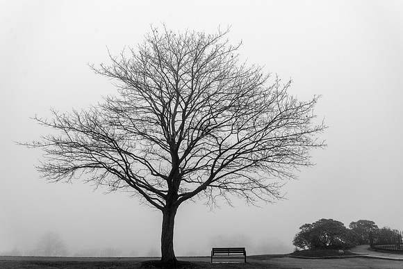 Black & White Tree, Eastern Promenade