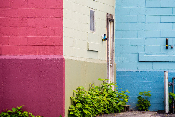 Red, Beige & Blue