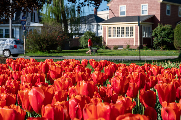 Red Fessenden Park Tulips in Springtime