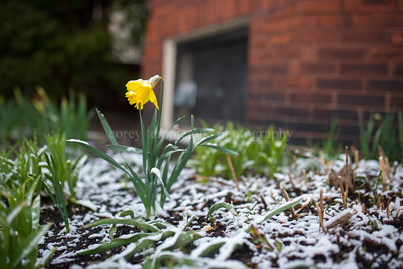 Spring Snow and Flower