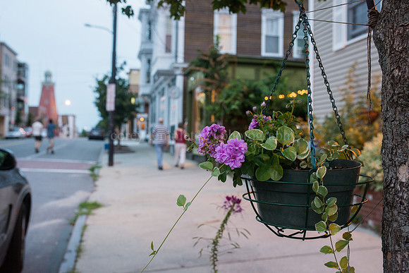 Hanging Flower on Munjoy Hill