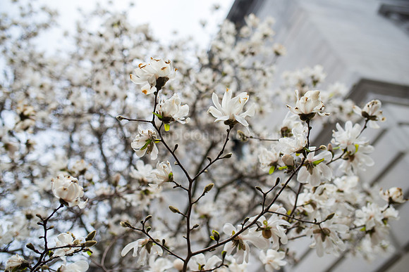 Market Street Blooms