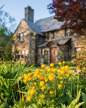 Western Promenade & Yellow Flowers