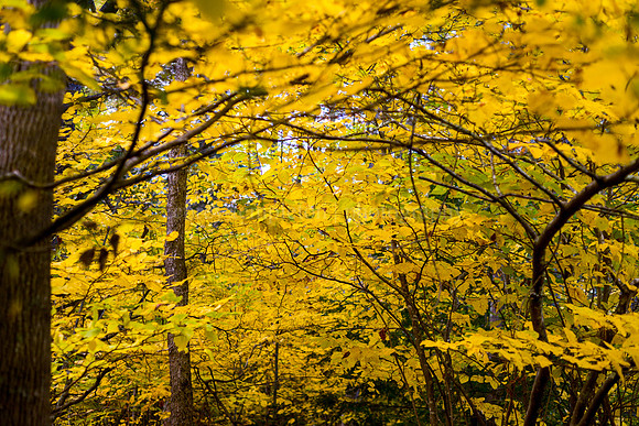 Fall at the Falls