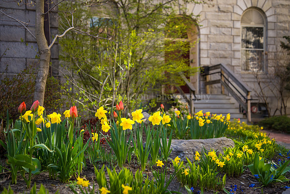 Flowers in Bloom at the First Parish Church