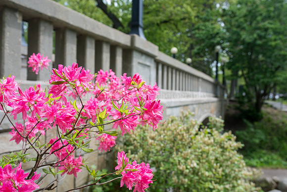 Bright Flowers in Deering Oaks Park