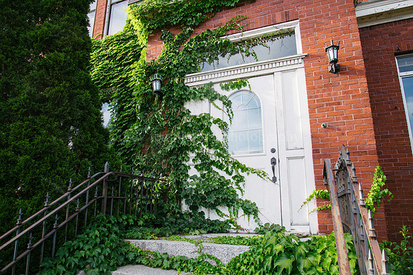 Front Door and Vines