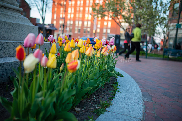 Tulips in Longfellow Square