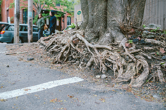 Putting Down Roots in Portland